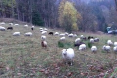 ovce_rozmazane